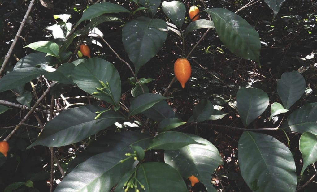 Tabernanthe iboga shrub with ripening orange fruit in forest understory