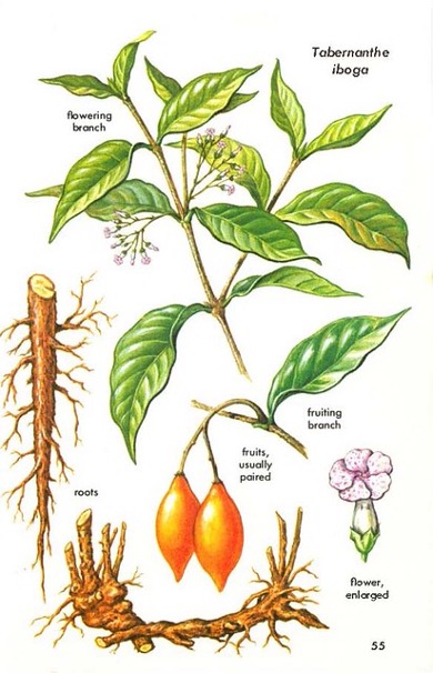 Botanical illustration of Tabernanthe iboga: flowering and fruiting branches, roots, and flower detail