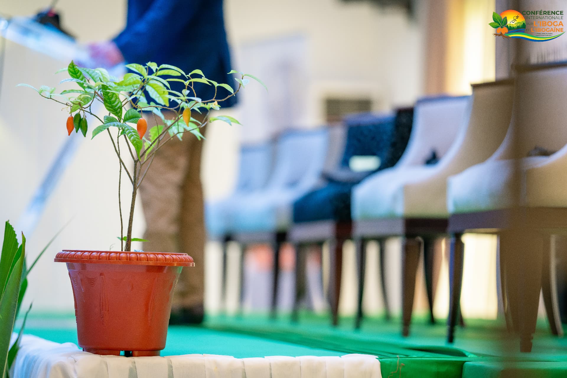 Young iboga plant with ripe fruit displayed at the conference venue
